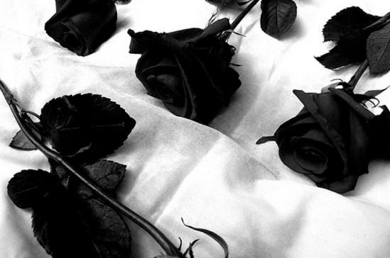 Rosas Negras De Luto
