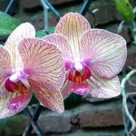Fotos de orquideas