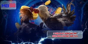 3 Trận Đá Gà Thomo Hấp Dẫn Đáng Mong Chờ Nhất Năm 2026