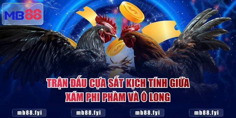Trận đấu cựa sắt kịch tính giữa Xám Phi Phàm và Ô Long